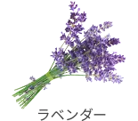 ラベンダー