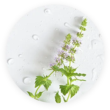 ブレンドイメージ