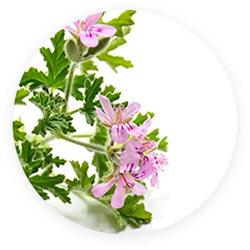 ブレンドイメージ