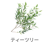 teatree