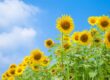 じめじめして暑い夏にオススメのエッセンシャルオイル4選！