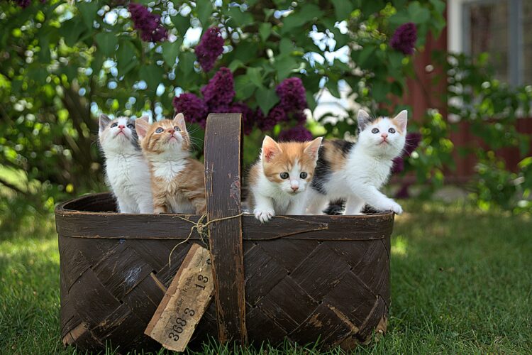 猫にとってアロマオイルは危険？注意点を解説